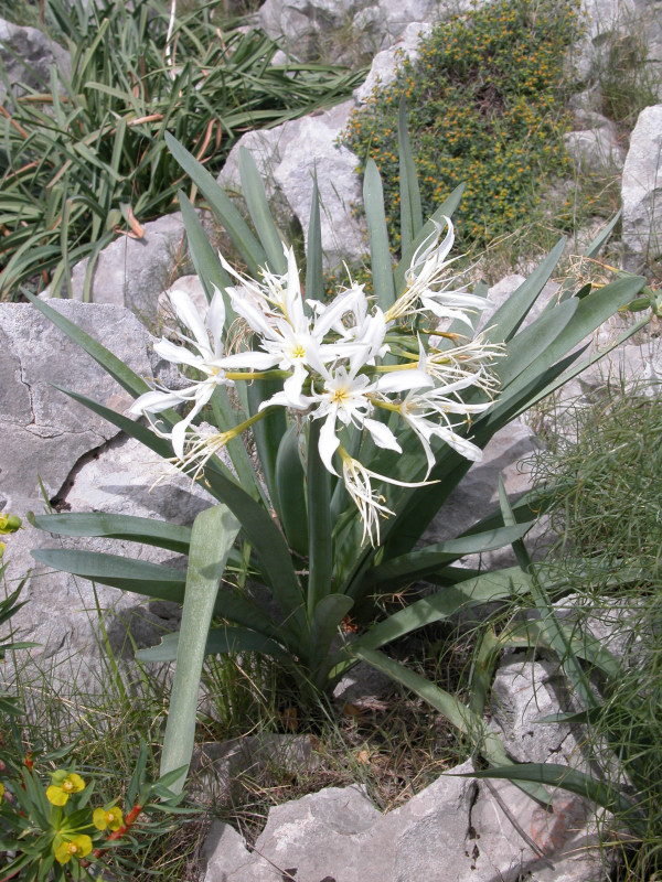 Pancratium illyricum / Giglio di Sardegna